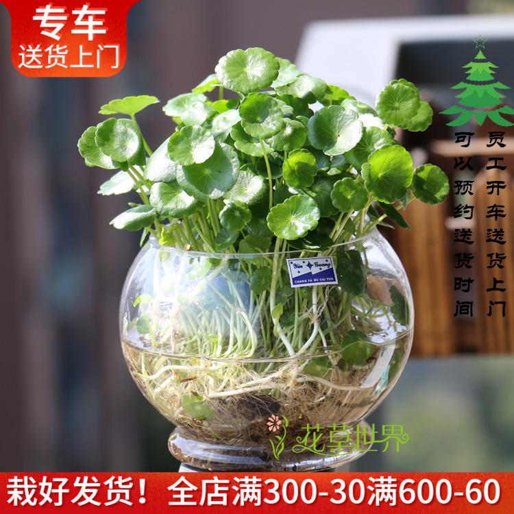 水培铜钱草+玻璃瓶套装 金钱草水养绿色植物绿植花卉上海花草世界