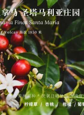 【AC Coffee】巴拿马圣塔马利亚 中美洲厌氧日晒 浅烘精品咖啡豆