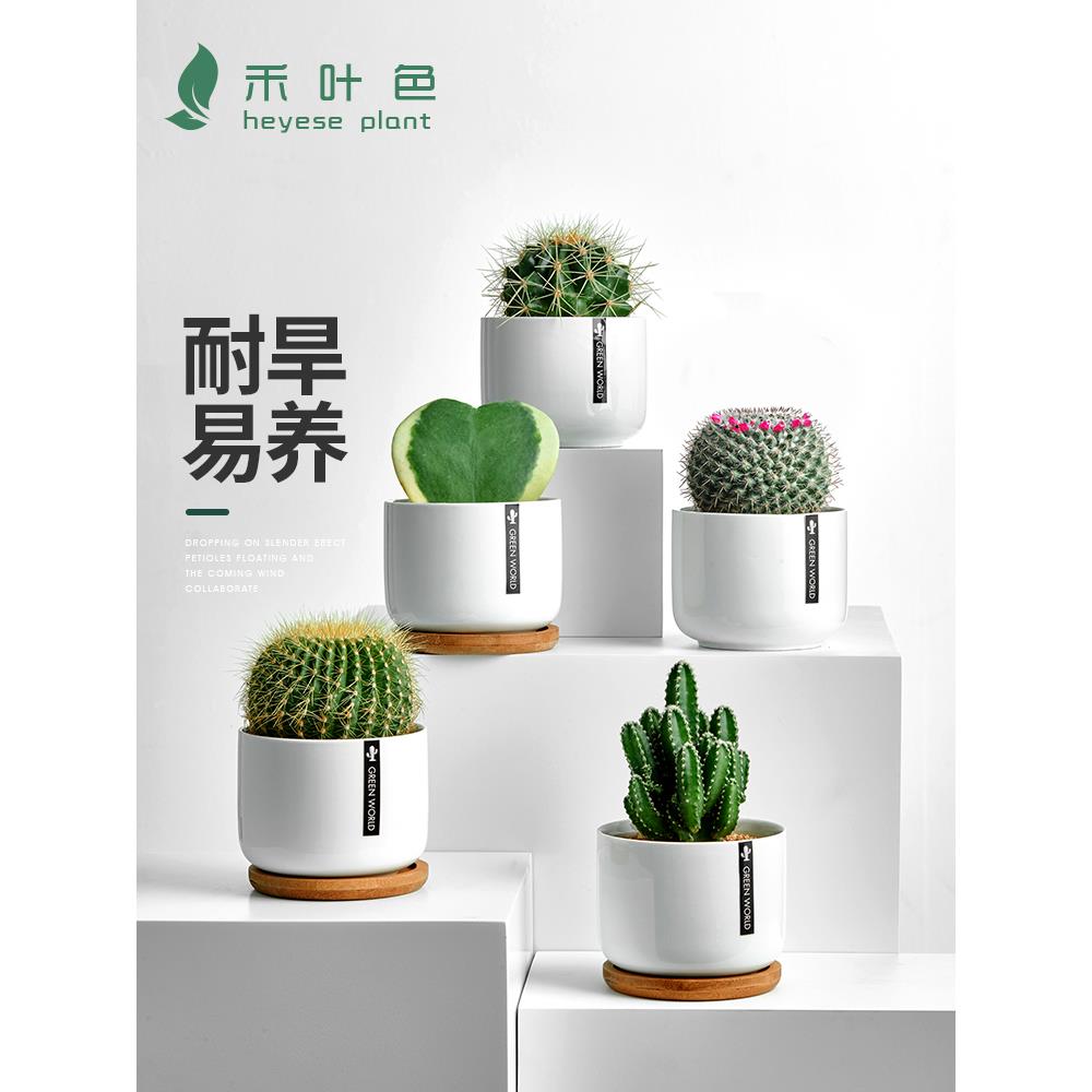 仙人掌盆栽仙人球万重山多肉花卉绿植物好养易活办公室内桌面摆件