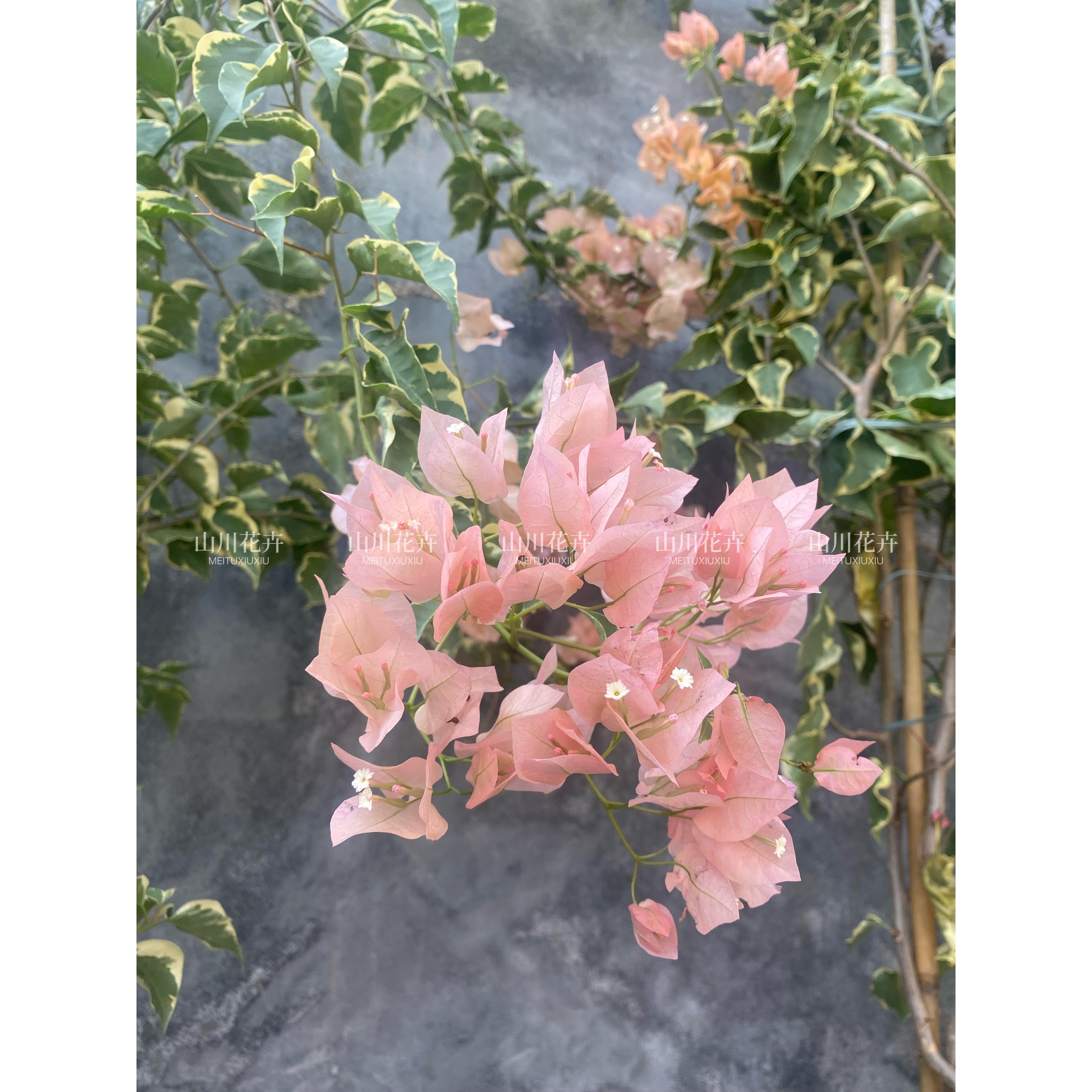 马斯珮拉克三角梅室外阳台庭院绿植花卉盆栽勤花