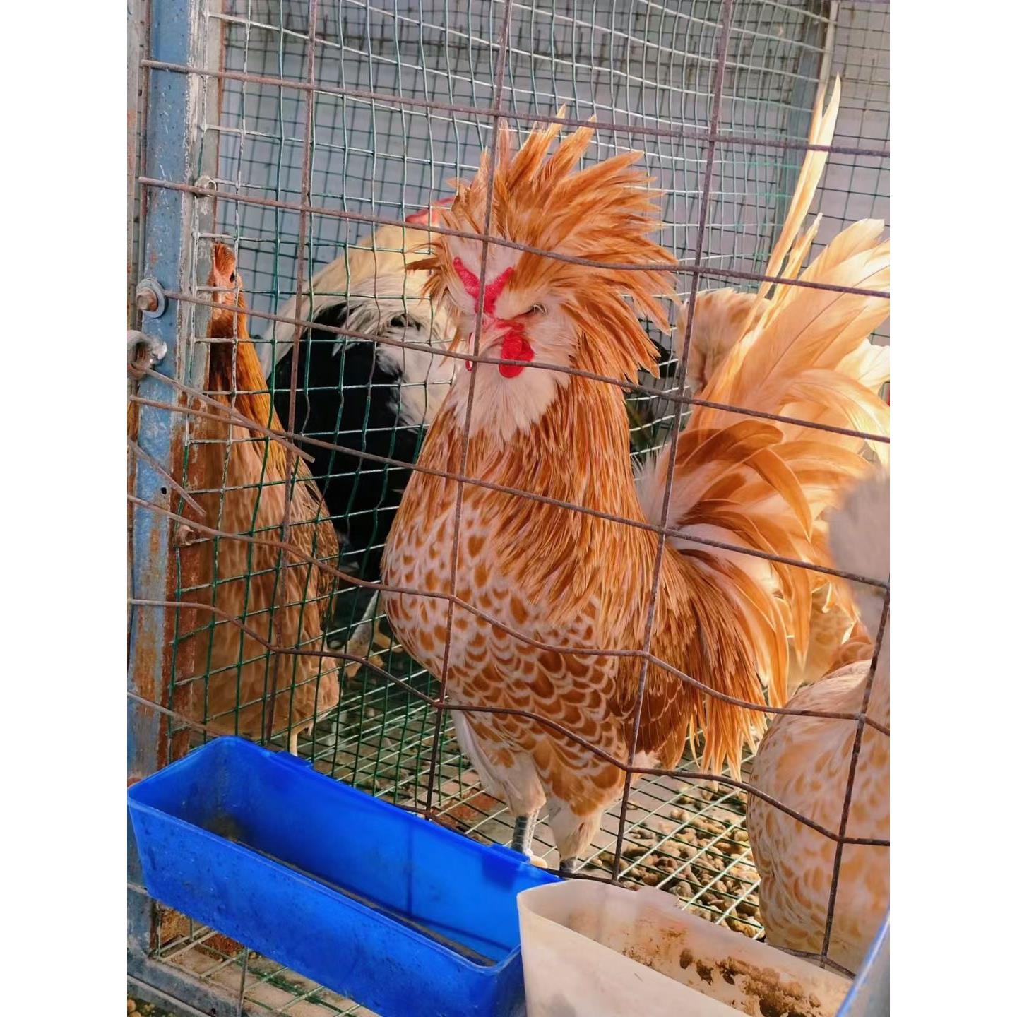 黄金帽子鸡种蛋波兰帽子观赏鸡进口宠物鸡受精蛋鸡苗可孵化受精卵