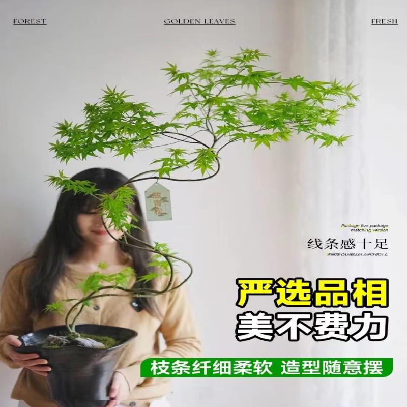 流泉枫盆栽绿植书房客厅室内植物七本枫树网红日系禅意办公室枫叶