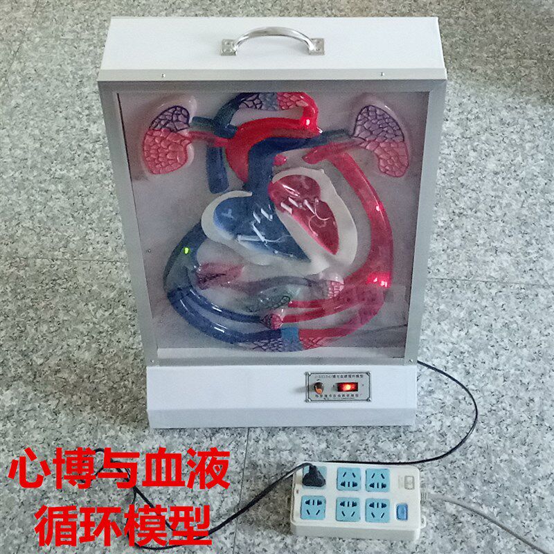 J3323心博与血液循环模型 电动 生物模型 实验器材 医学教学模型