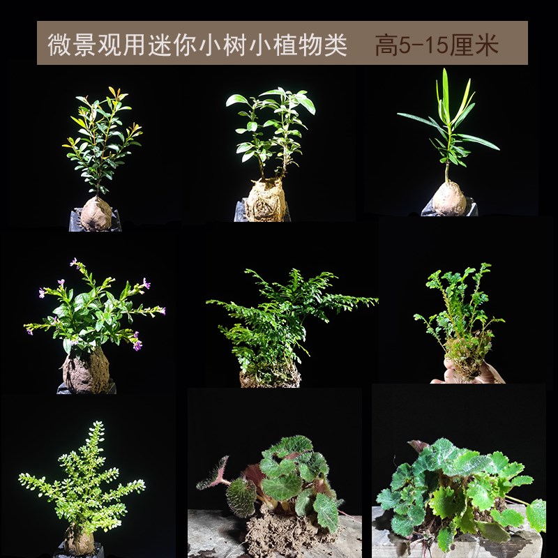 苔藓微景观植物迷你蕨类生态瓶绿植水陆雨林缸吸水石假山造景耐阴