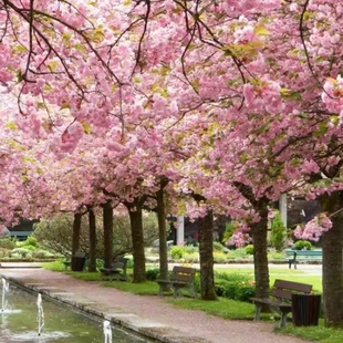 重瓣樱花树苗别墅庭院花园地栽樱花苗盆栽花树耐寒大樱花染井吉野