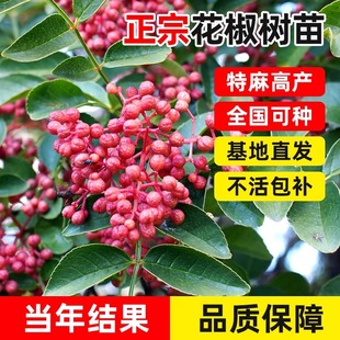 四川汉源花椒苗盆栽大红袍花椒树苗庭院地栽四川麻椒树苗当年结果