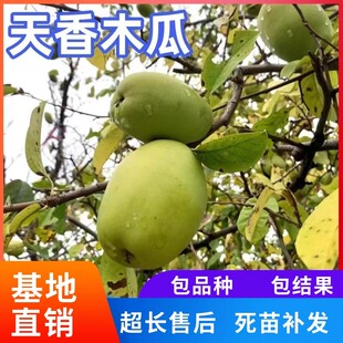 北方户外种植木瓜树苗庭院地栽木瓜海棠苗耐寒品种绿化苗木行道树