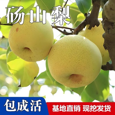 砀山梨树苗户外盆栽果苗庭院地栽秋月梨树苗耐寒正宗嫁接翠冠梨苗