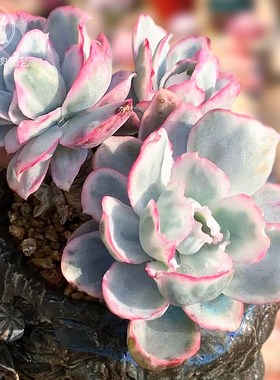 一物一拍伯克利锦高端精品贵货多肉植物老桩花卉绿植直播向阳派