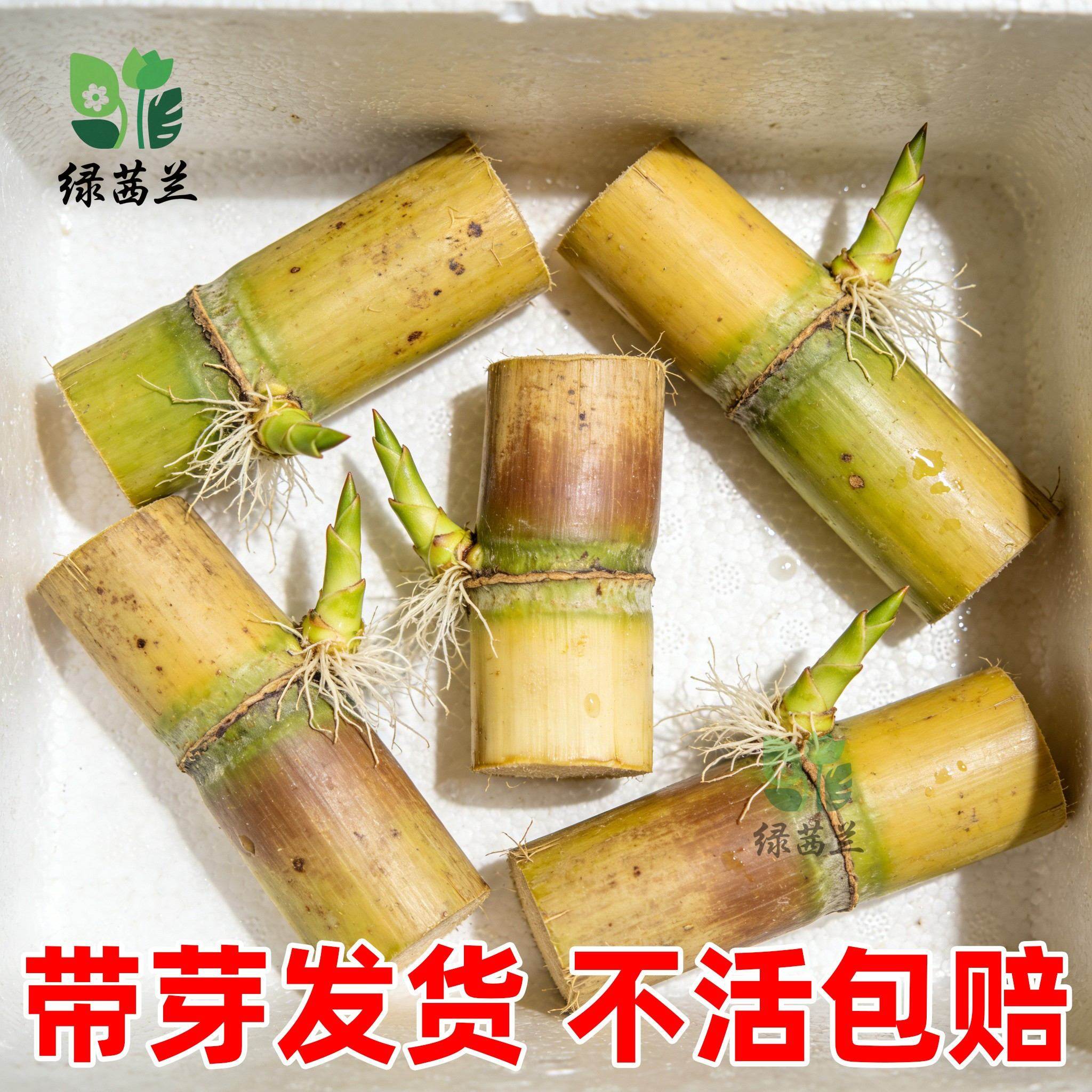 黄金白玉甘蔗种苗盆栽正宗广西黄皮甘蔗苗种黑皮甘蔗种节南北方种