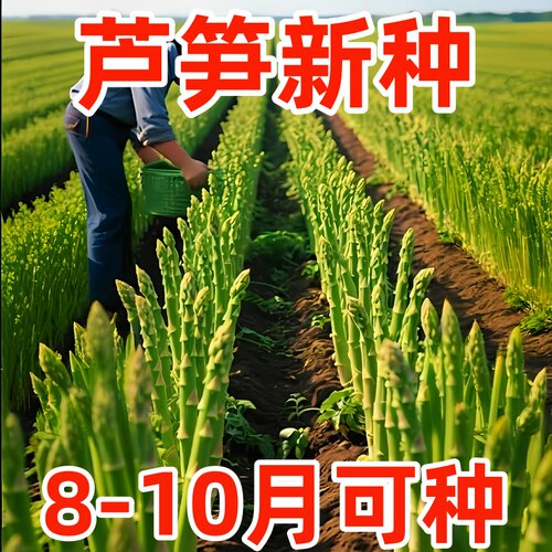 进口绿芦笋种子四季耐寒热高营养