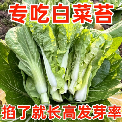 白菜苔奶油菜心种子四季速生耐寒