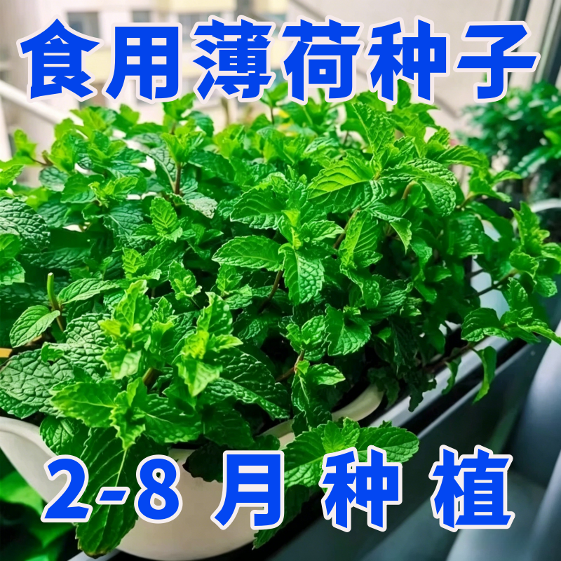 可食用薄荷种子留兰香柠檬苗猫薄荷四季播种室内阳台盆栽驱蚊植物