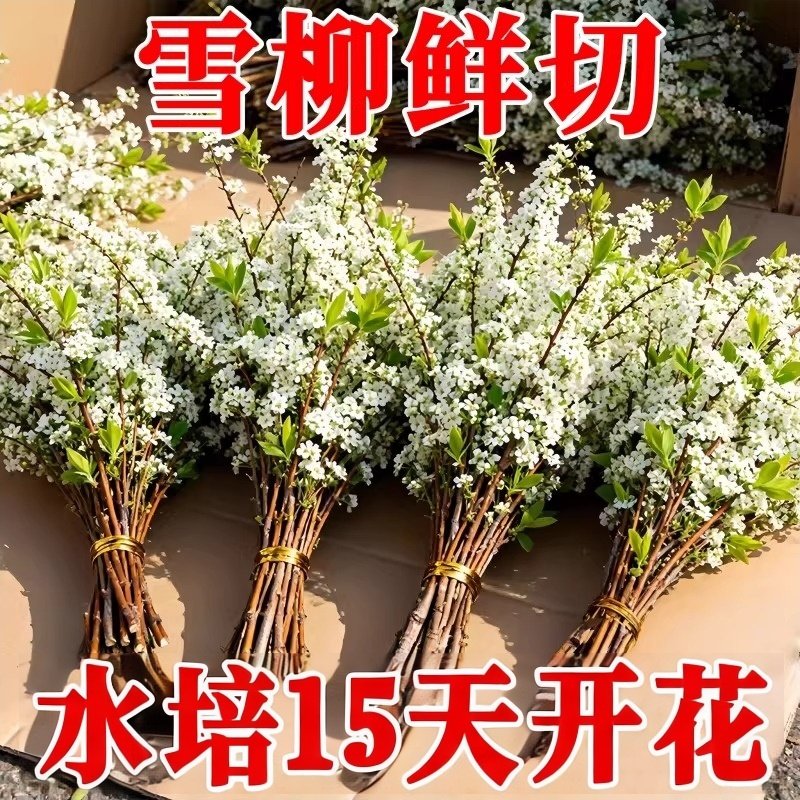 雪柳干枝鲜枝水养插花水培植物腊梅鲜花卉室内盆栽带花苞绿植玉兰,鲜花速递/花卉仿真/绿植园艺,红掌/凤梨/温室花卉,淘宝优惠券,粉丝福利购,淘宝优惠卷