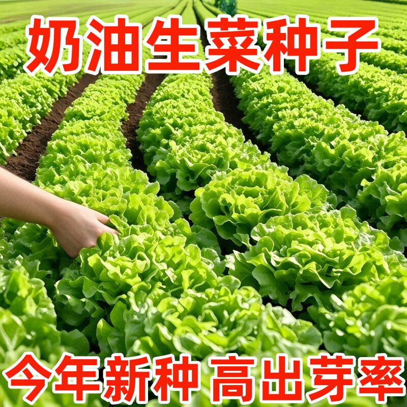 奶油生菜新鲜蔬菜叶菜类生菜生吃凉拌甜脆多汁沙拉菜农家自种生菜