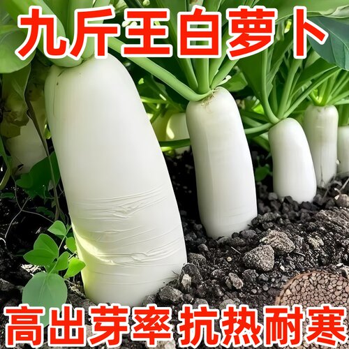 九斤王白萝卜种子四季播庭院
