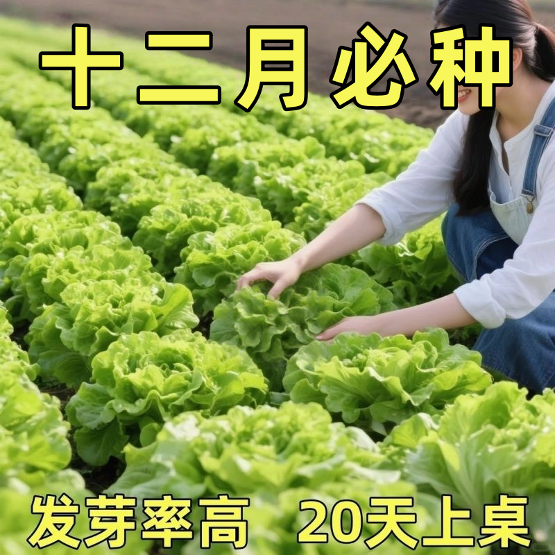 意大利生菜种子秋季耐热四季