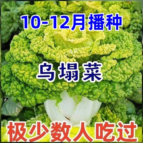 耐寒黄心乌塌菜大白菜农家蔬菜