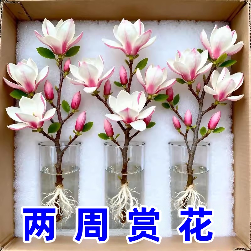 带花苞玉兰花水培鲜切花玉兰鲜枝真花过年花束盆栽客厅摆件年宵花