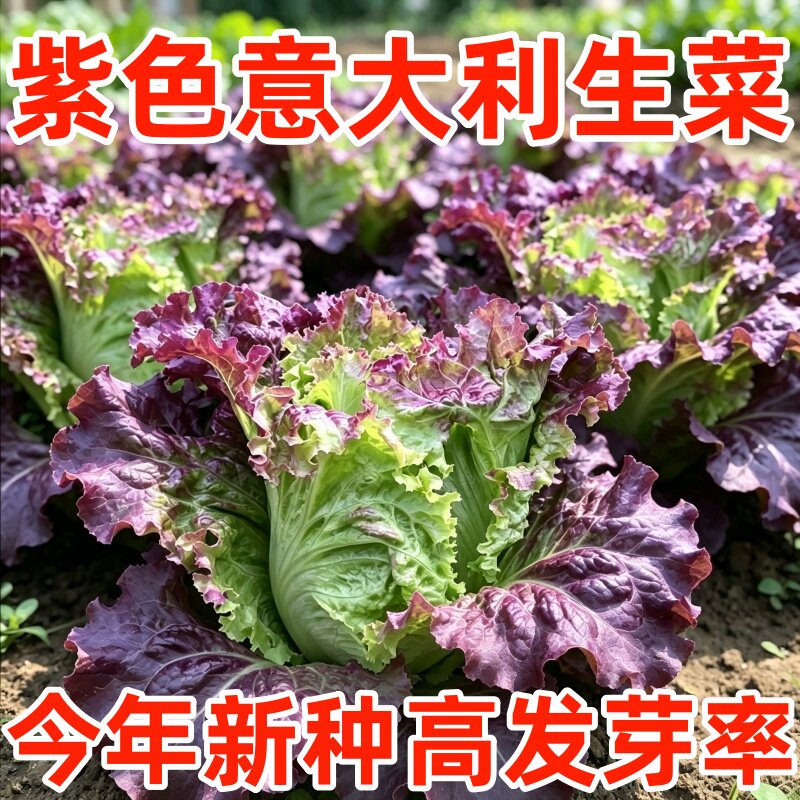 正宗紫色意大利生菜种子生菜种子四季可播耐热耐寒蔬菜种籽热销
