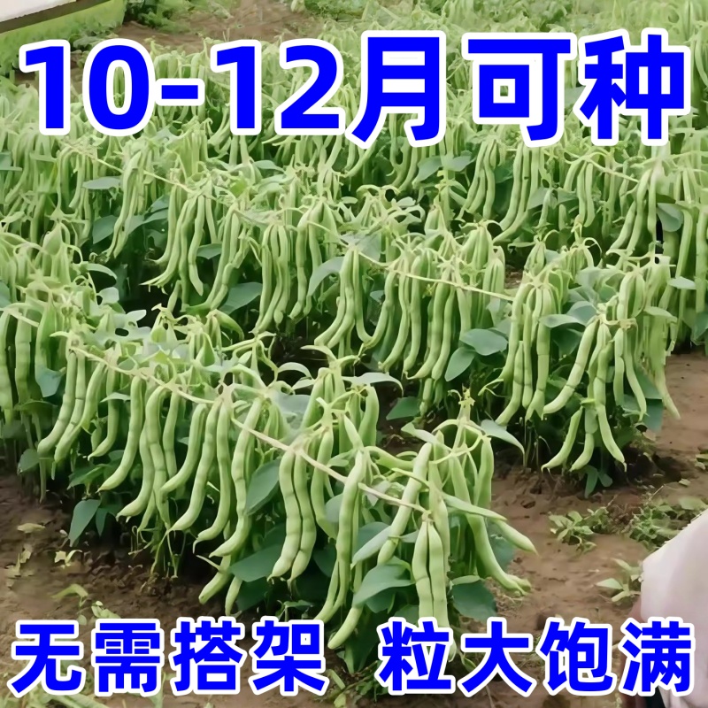 【粒粒好种】无架四季豆种子易种丰产无筋无丝春秋播种高产