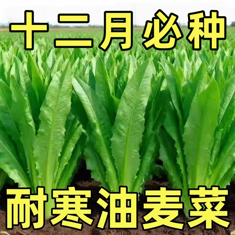 油麦菜种子耐寒农清香无斑
