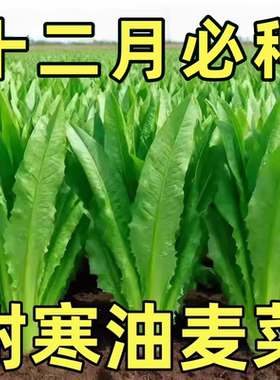 油麦菜种子耐寒农清香无斑清香麦菜籽秋冬种盆栽家易种植蔬菜种籽