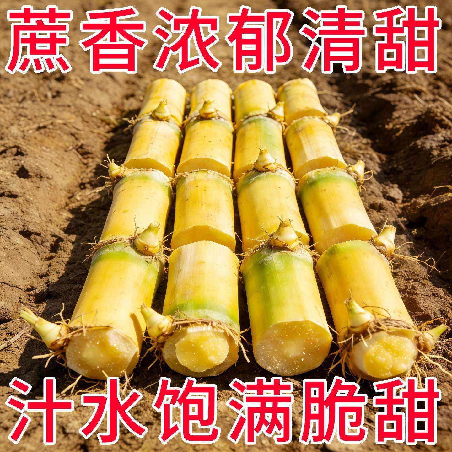 黄金白玉甘蔗种苗盆栽正宗广西黄皮甘蔗苗种黑皮甘蔗种节南北方种