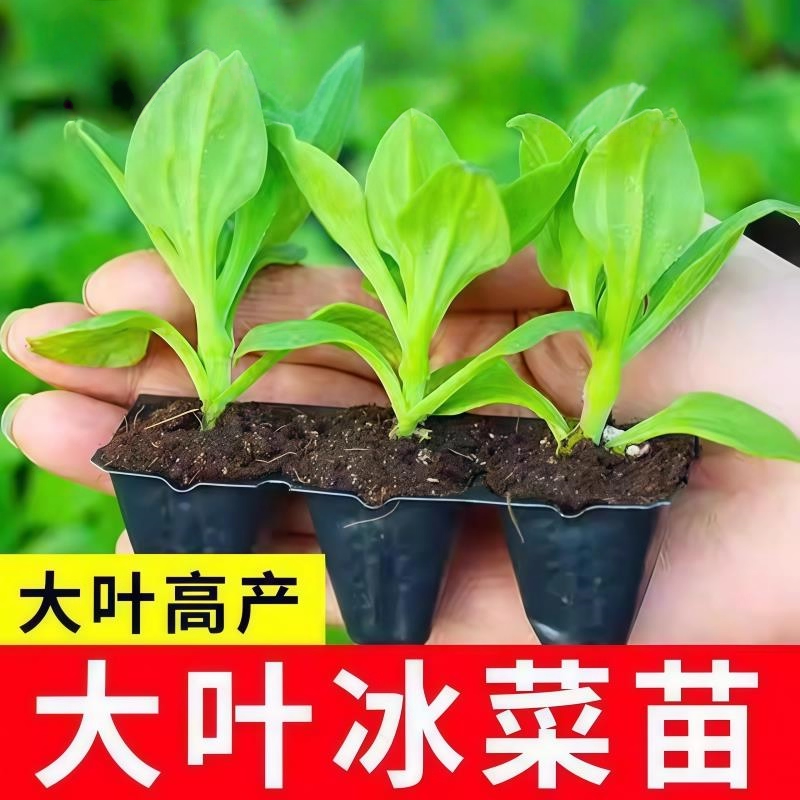 水晶冰菜种籽阳台蔬菜种子大全种植青菜种孑四季盆栽冰草苗秧秋冬
