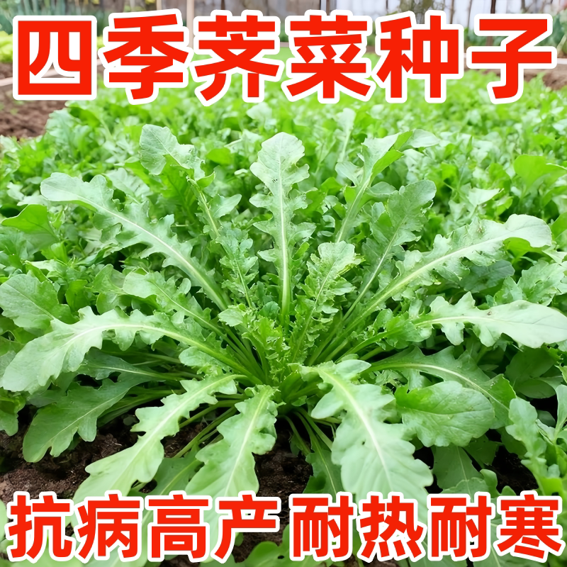 野生荠荠菜种子四季大叶荠菜籽阳台庭院盆栽高产芨芨蔬菜种孑大全