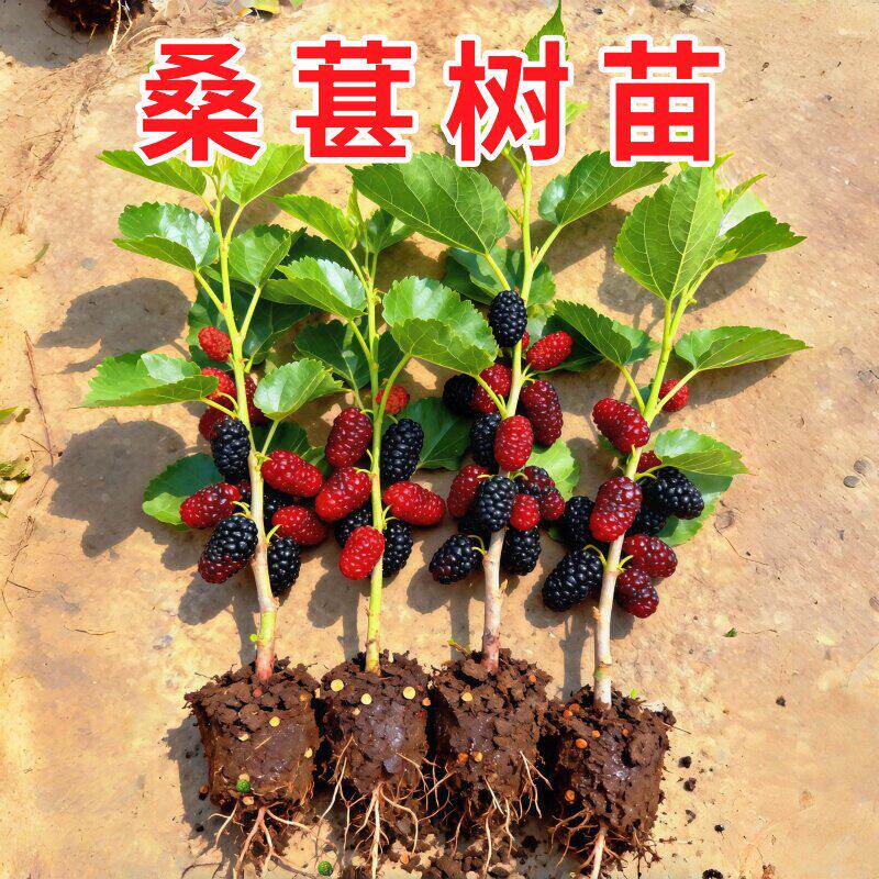 桑葚树苗四季台湾长果桑带果嫁接桑葚苗盆栽地栽当年结果树苗