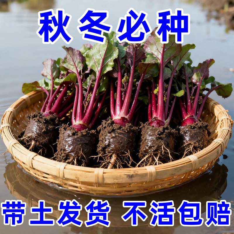 正宗红菜苔带土穴盘秧苗红杆苔新鲜阳台秋冬庭院庭院种植农家蔬菜