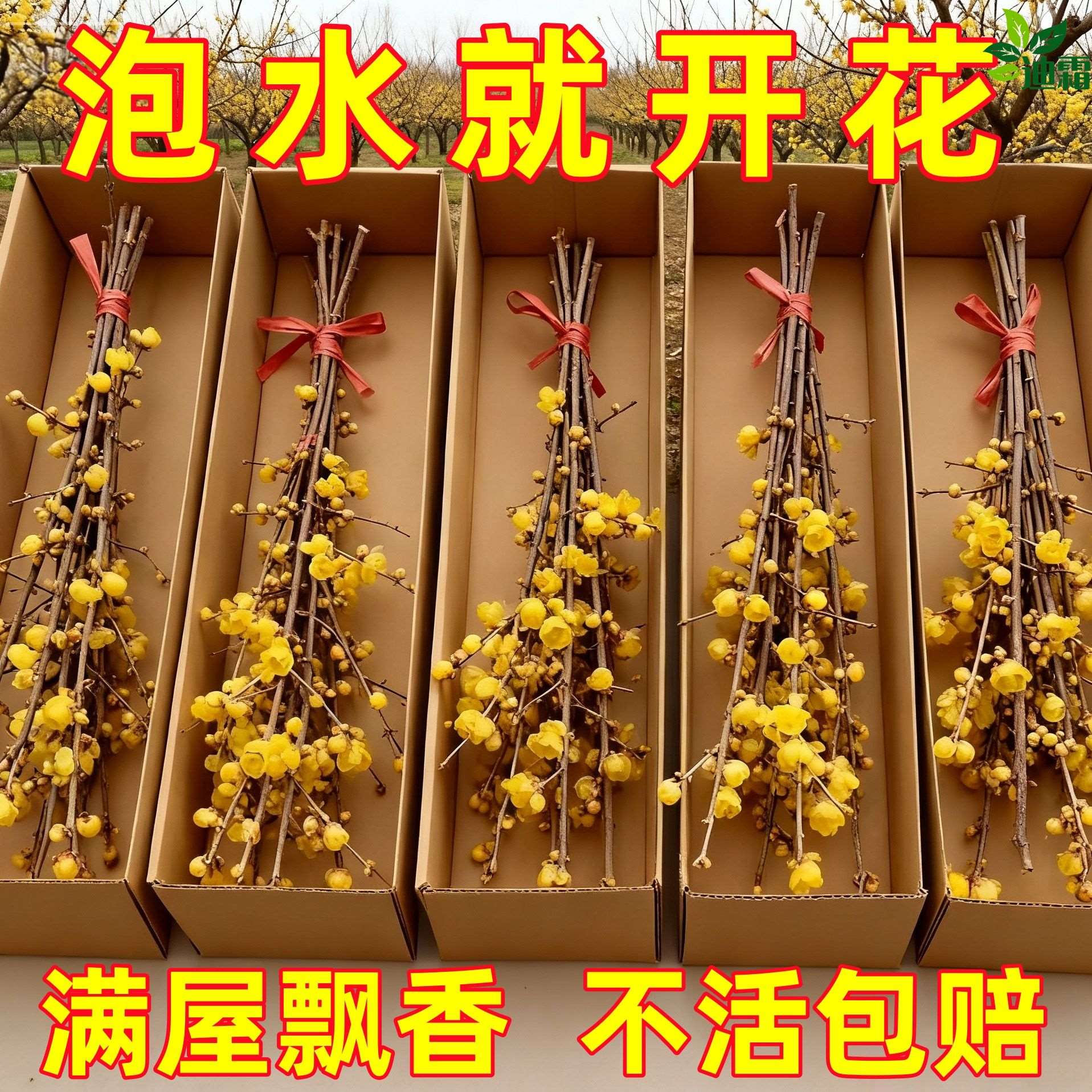 腊梅水培浓香型水培鲜切花花苞年宵遇水开花梅花冬季枝条耐寒室内