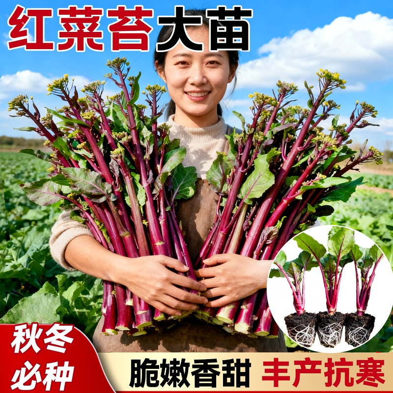 正宗红菜苔带土穴盘秧苗红杆苔新鲜阳台秋冬庭院庭院种植农家蔬菜