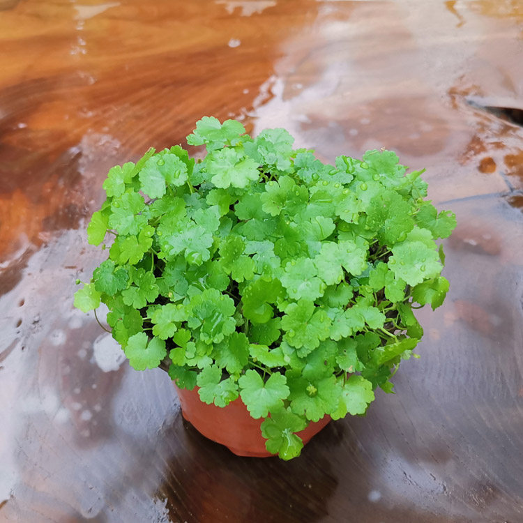 山野选集 兰花盆面植物 仙秀草 破铜钱 天胡荽容易种植可以水培