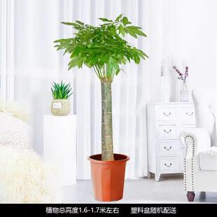 大型绿植发财树三杆步步高客厅办公室乔迁盆栽净化客气吸甲醛熙锦