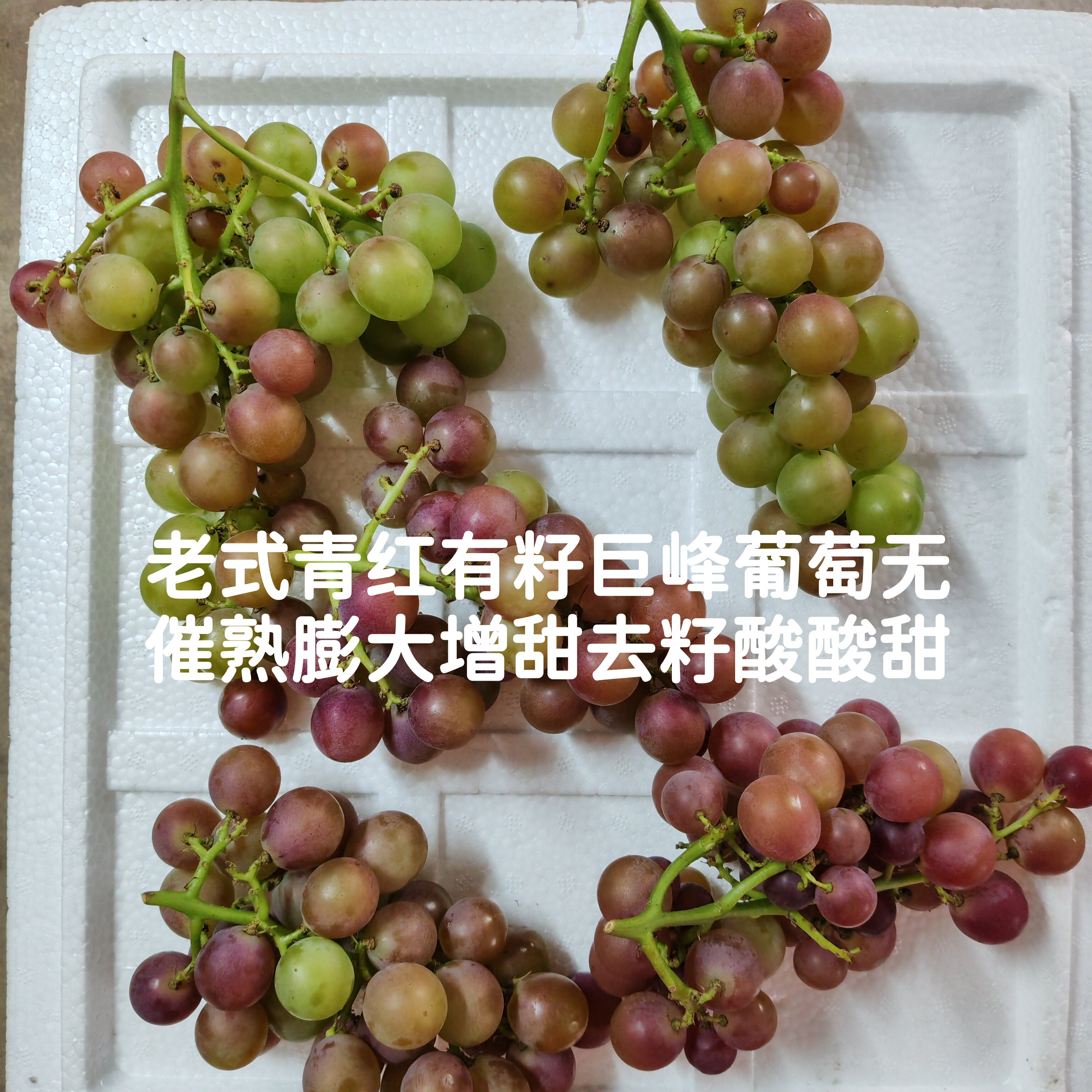 无狠活有籽才叫老品种巨峰土葡萄