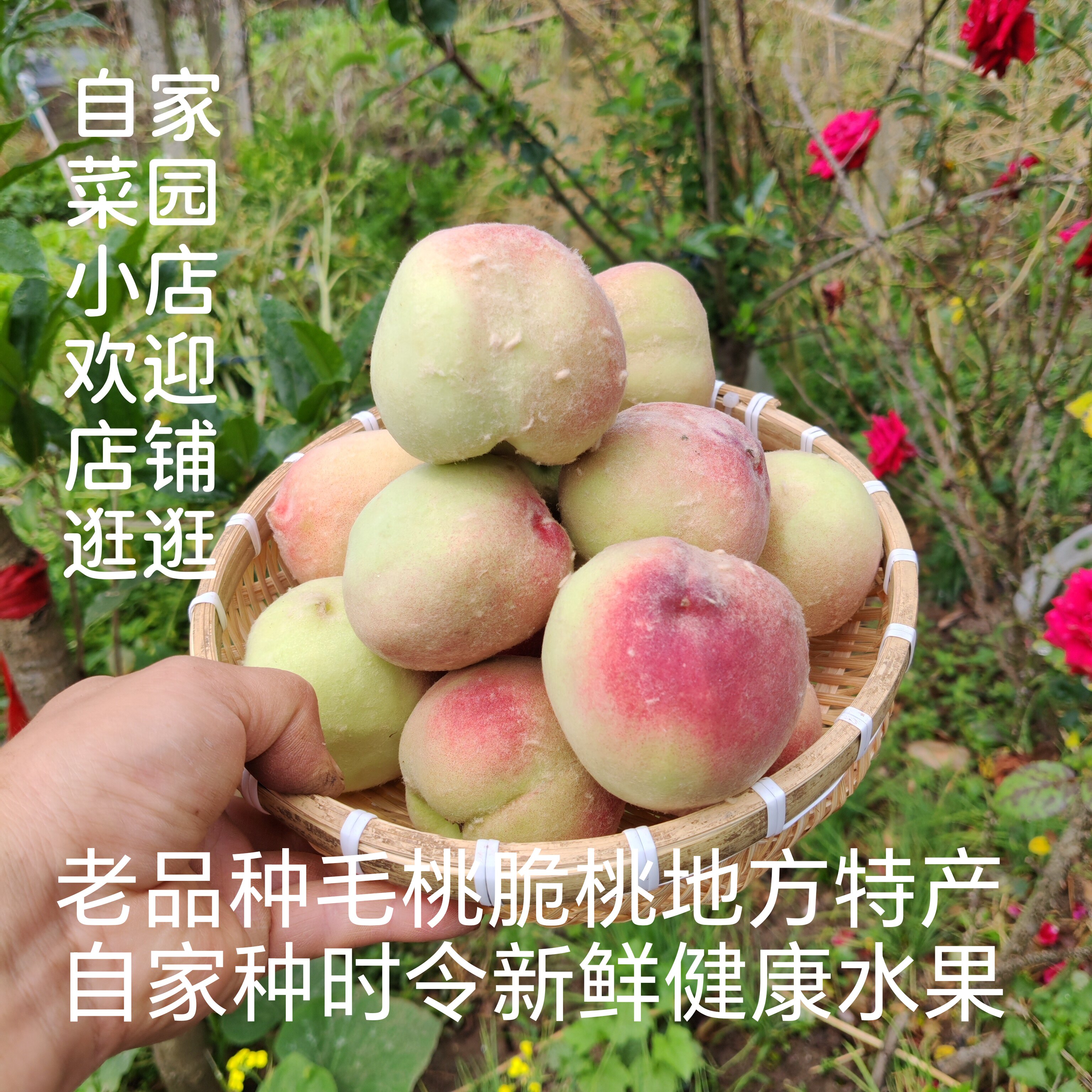 老品种毛桃脆桃农家自种无黑科技脆甜多汁时令新鲜健康孕妇好水果