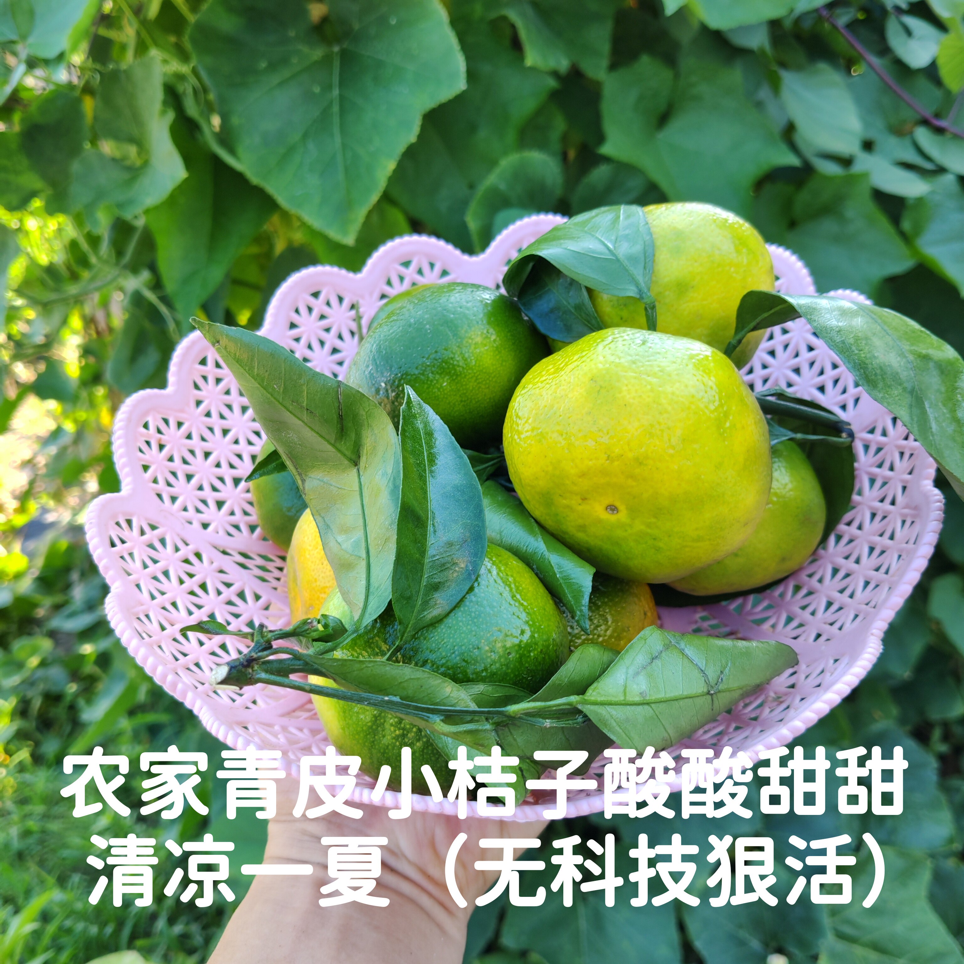 农家山地种植青皮小桔子酸酸甜甜