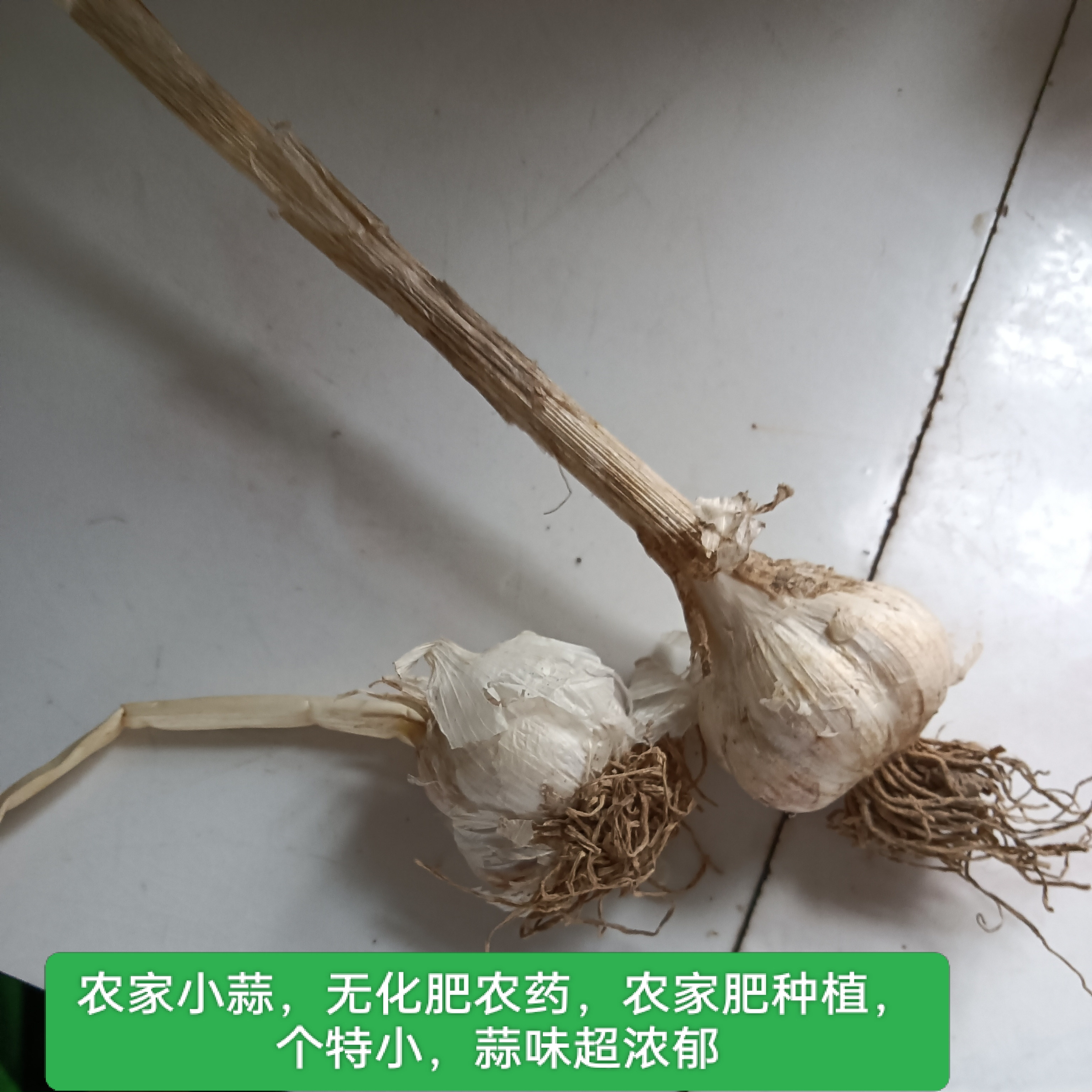 老品种干蒜头小蒜头本蒜土蒜种子自留种非转基因杂交蒜味浓郁健康