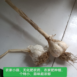农家土蒜本蒜大蒜头蒜种子老品种非转基因杂交蒜味浓郁健康口感好
