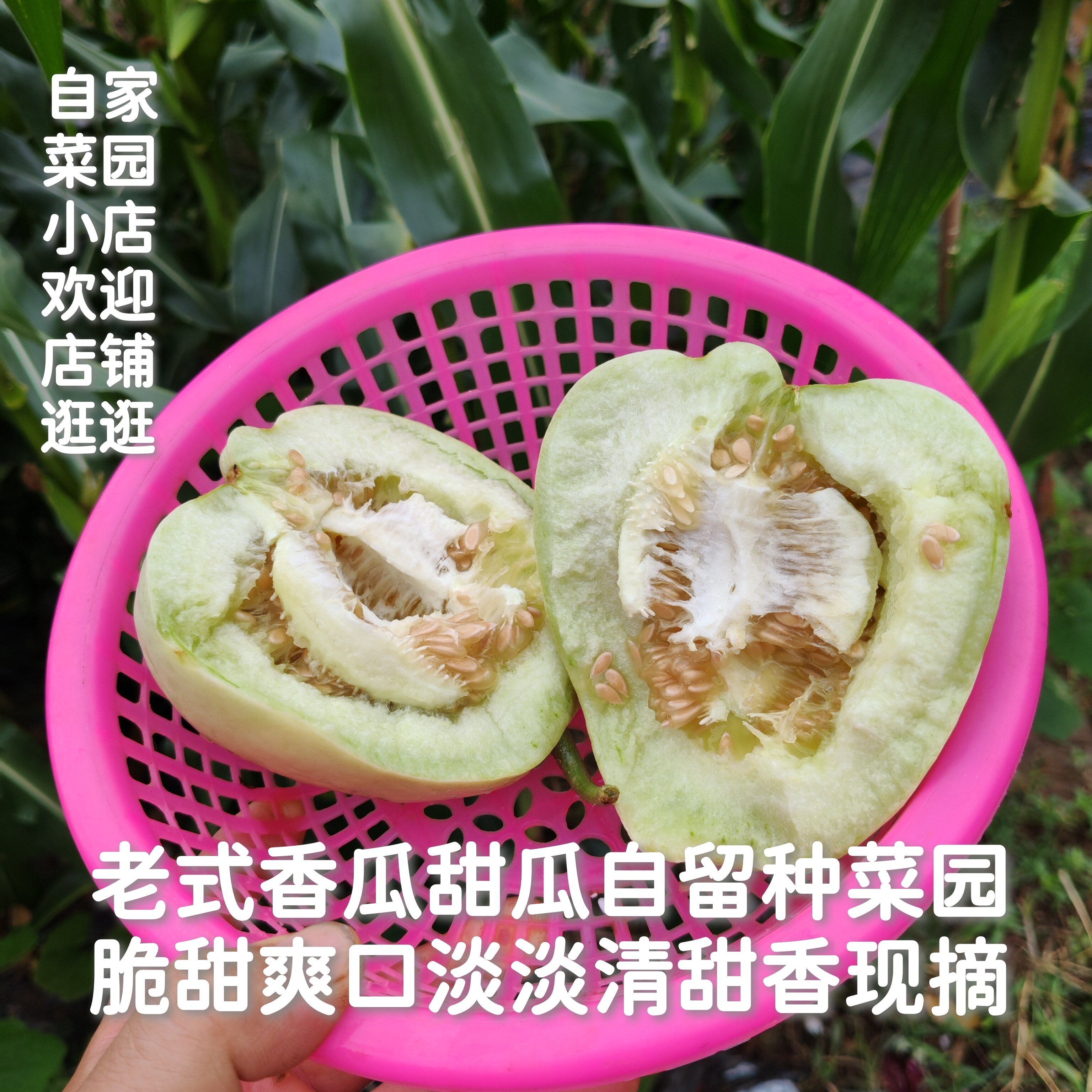 老式土香瓜甜瓜先脆甜后软糯香甜自留种小菜园露天现摘儿时记忆味
