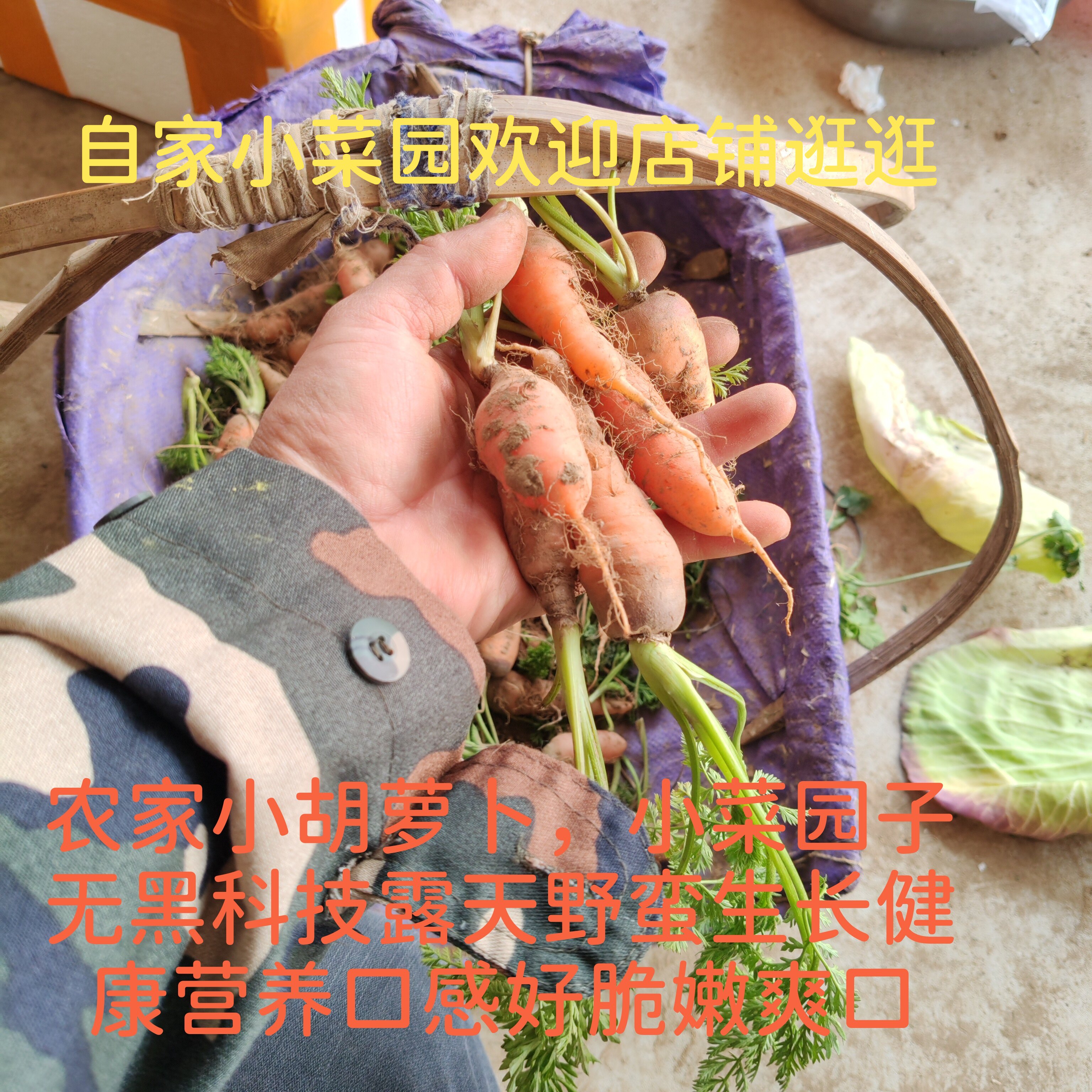 农家菜园自种小胡萝卜红萝卜脆爽