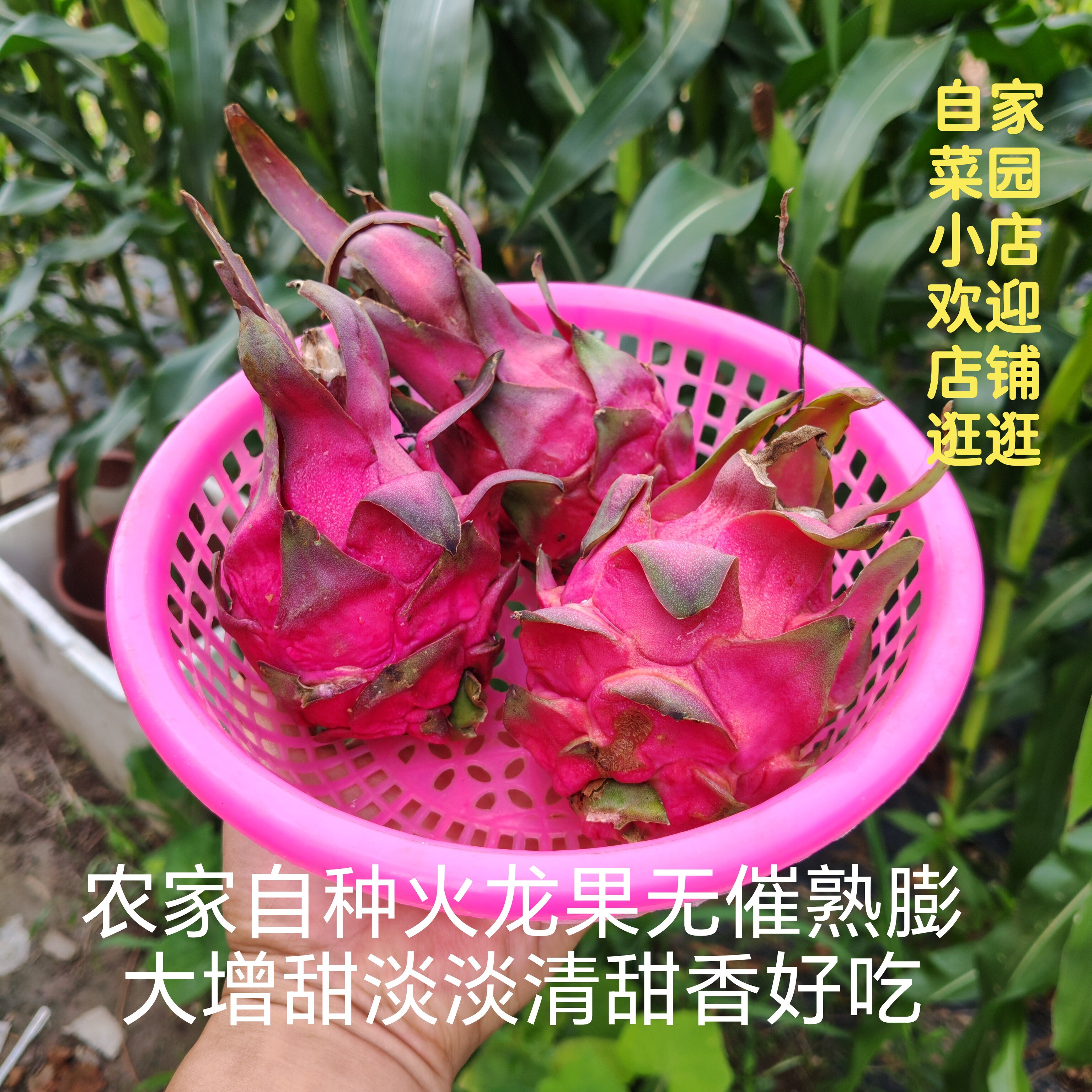 【小】火龙果农家种无催熟膨大增甜淡淡清甜香孕妇宝宝健康好水果