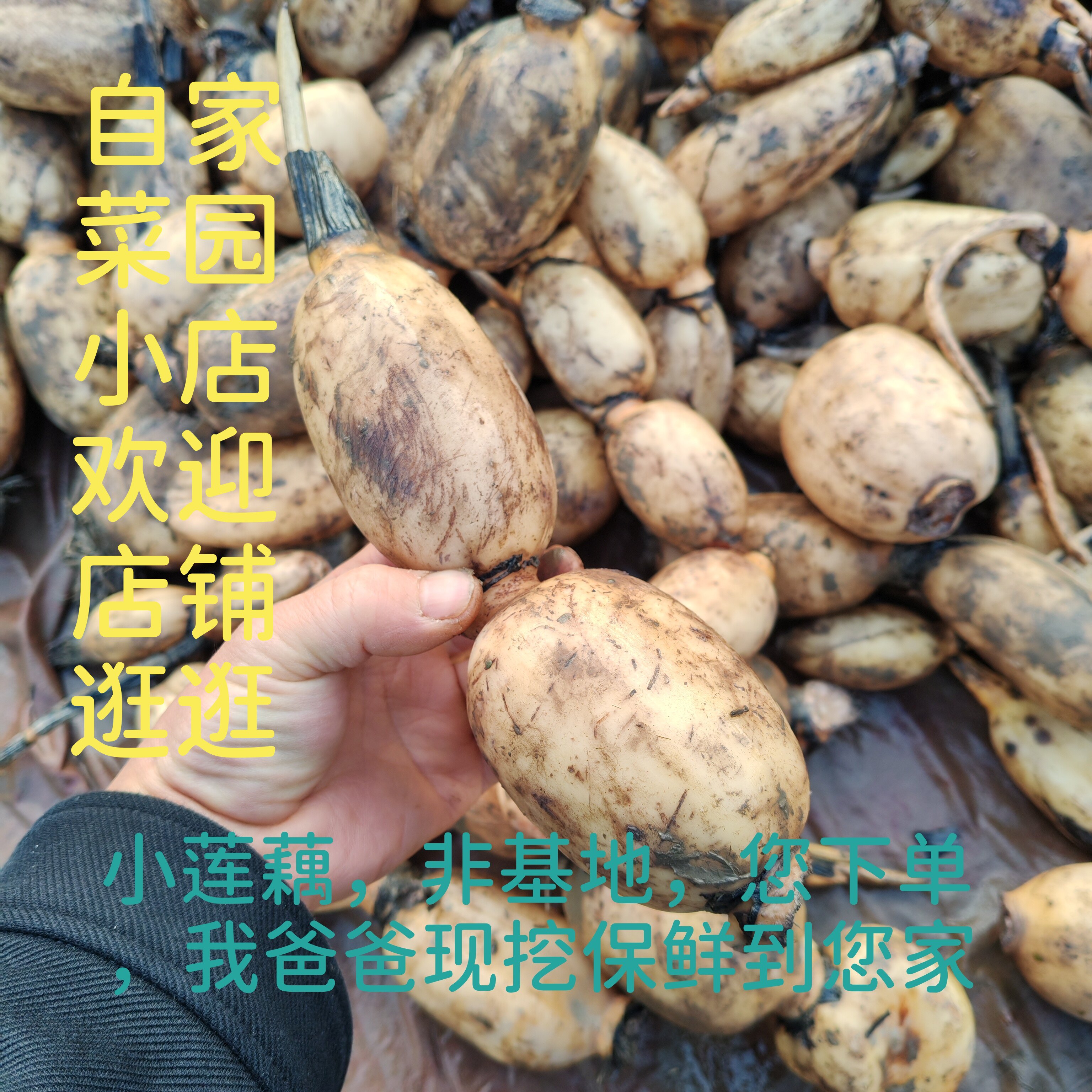 【年度头茬】小莲藕宽广水域鱼虾蟹混养无黑科技粗纤维清脆回甘