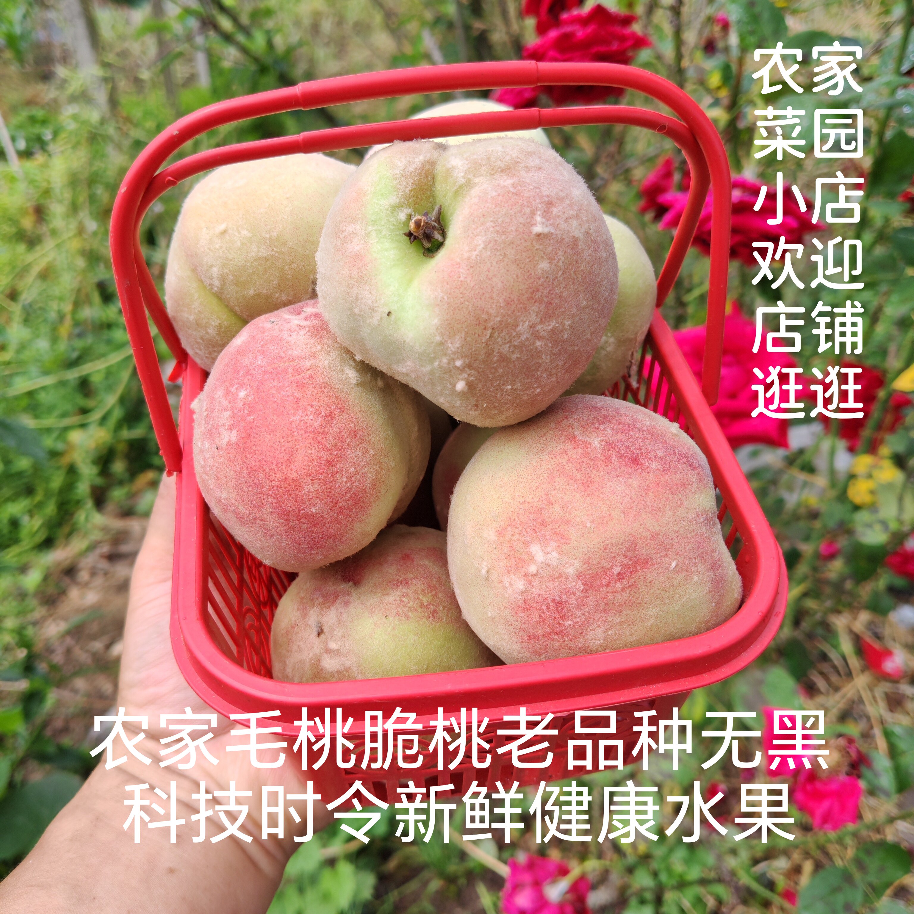 农家毛桃脆桃老树老品种无黑科技时令新鲜健康孕妇宝宝好水果脆甜