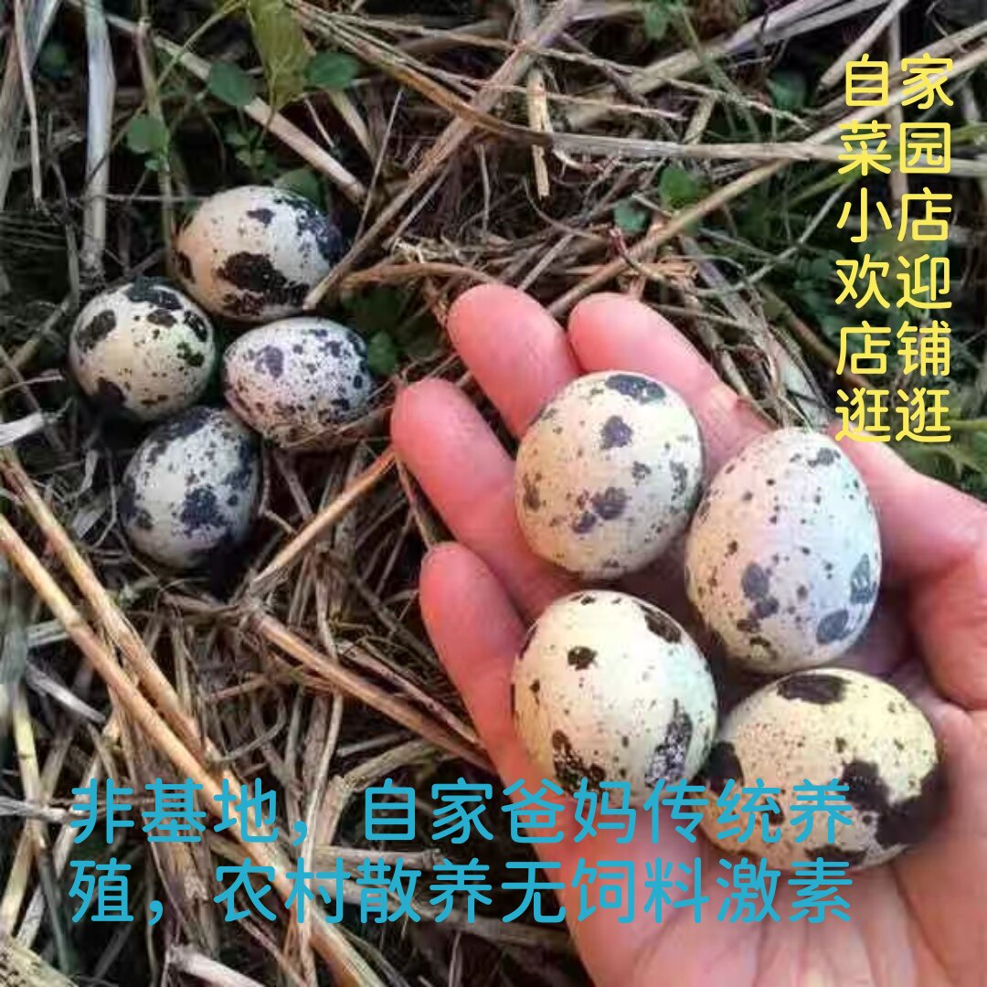 小鹌鹑蛋农家散养五谷杂粮无抗无饲料孕妇宝宝老人健康高营养辅食