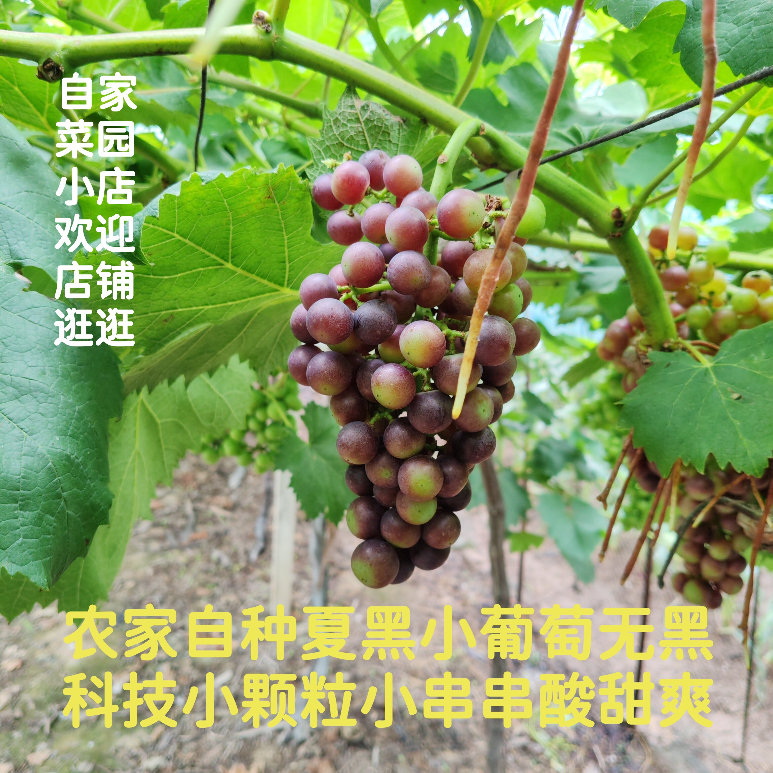 【头茬鲜果】老式土葡萄小葡萄无催熟膨大增甜酸酸甜甜儿时记忆味