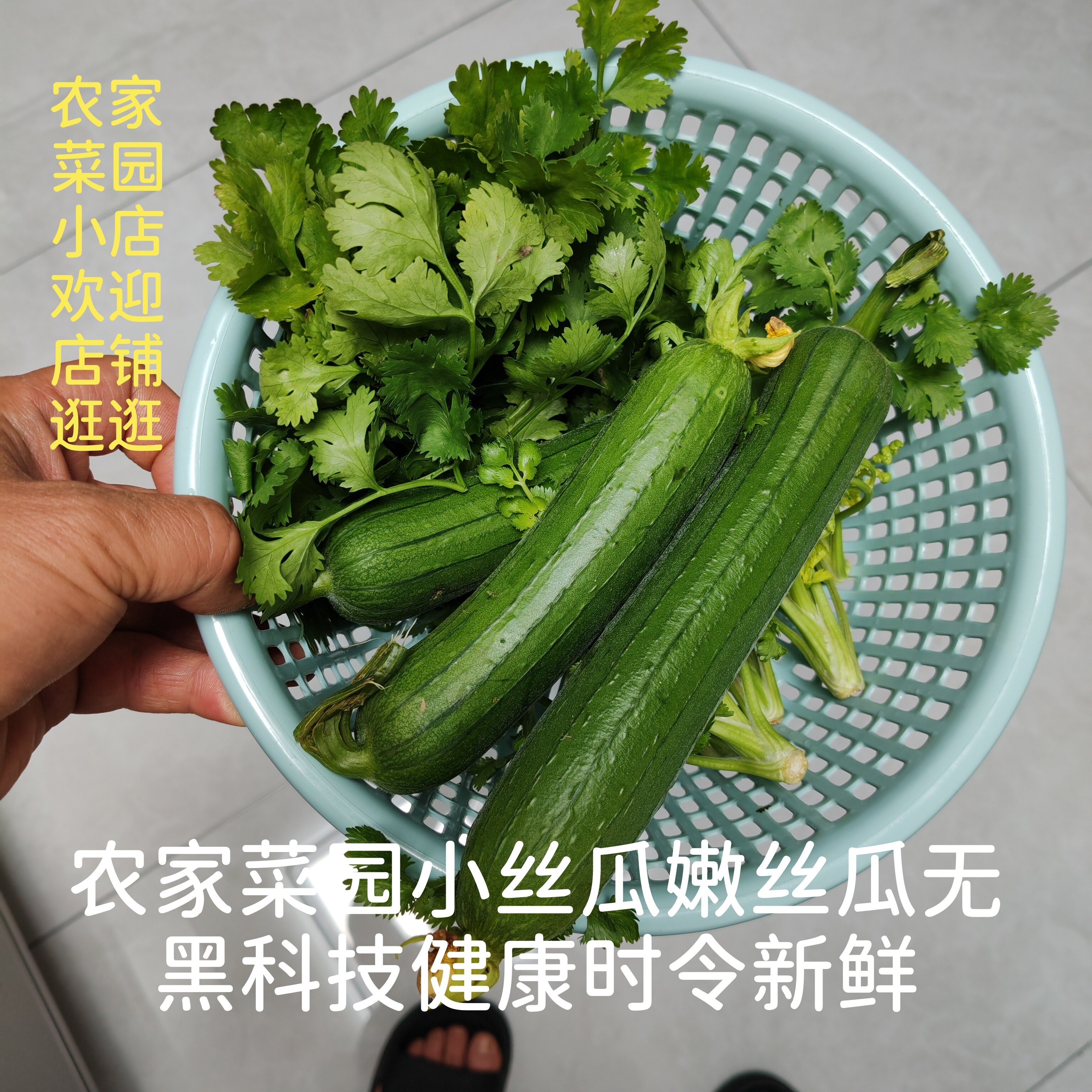 小丝瓜嫩丝瓜小菜园农家肥露天种植现摘营养丰富时令新鲜健康蔬菜