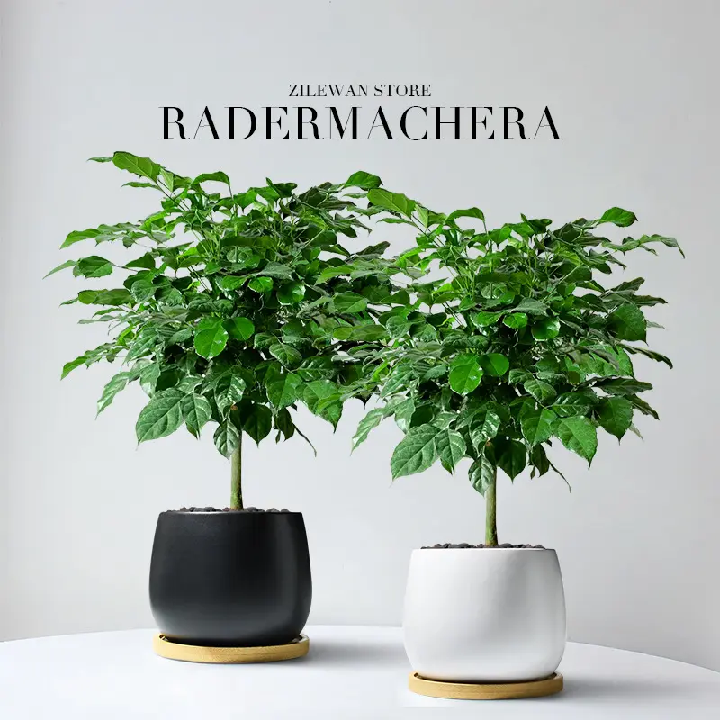 幸福树平安树桌面办公室内好养活盆景净化空气